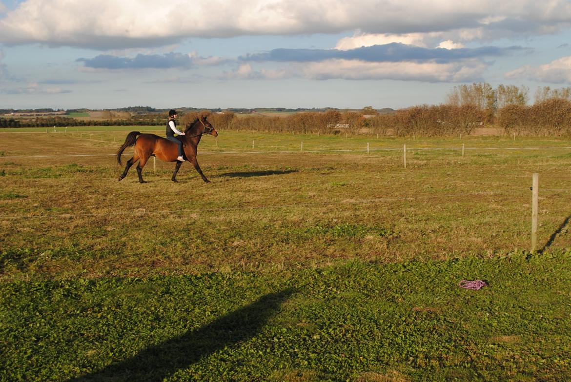 Anden særlig race Sleipner - Kærlighed er som en firkløver, svær at finde, heldig at have <3 Du var svær og finde min dreng
(i galop i grime og snor) billede 4