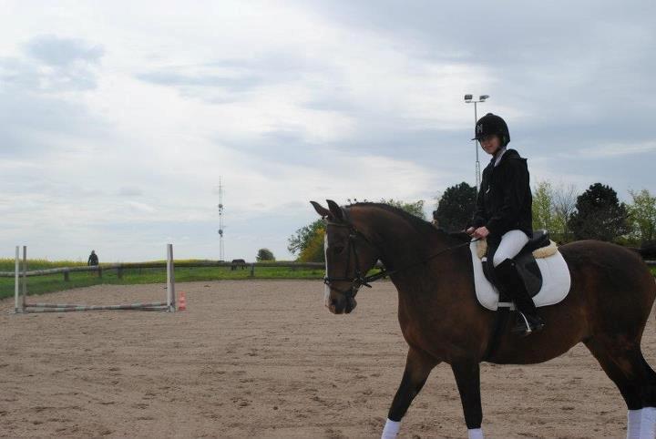 Anden særlig race Sleipner - opvarmningen til stævnet 
på gedsted billede 5