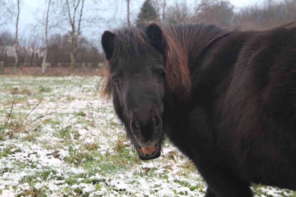 Anden særlig race Tulle - 01-12-2012
Grimme ;). billede 4
