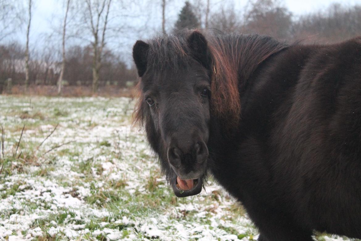 Anden særlig race Tulle - 01-12-2012
Hahahaha :D. billede 11