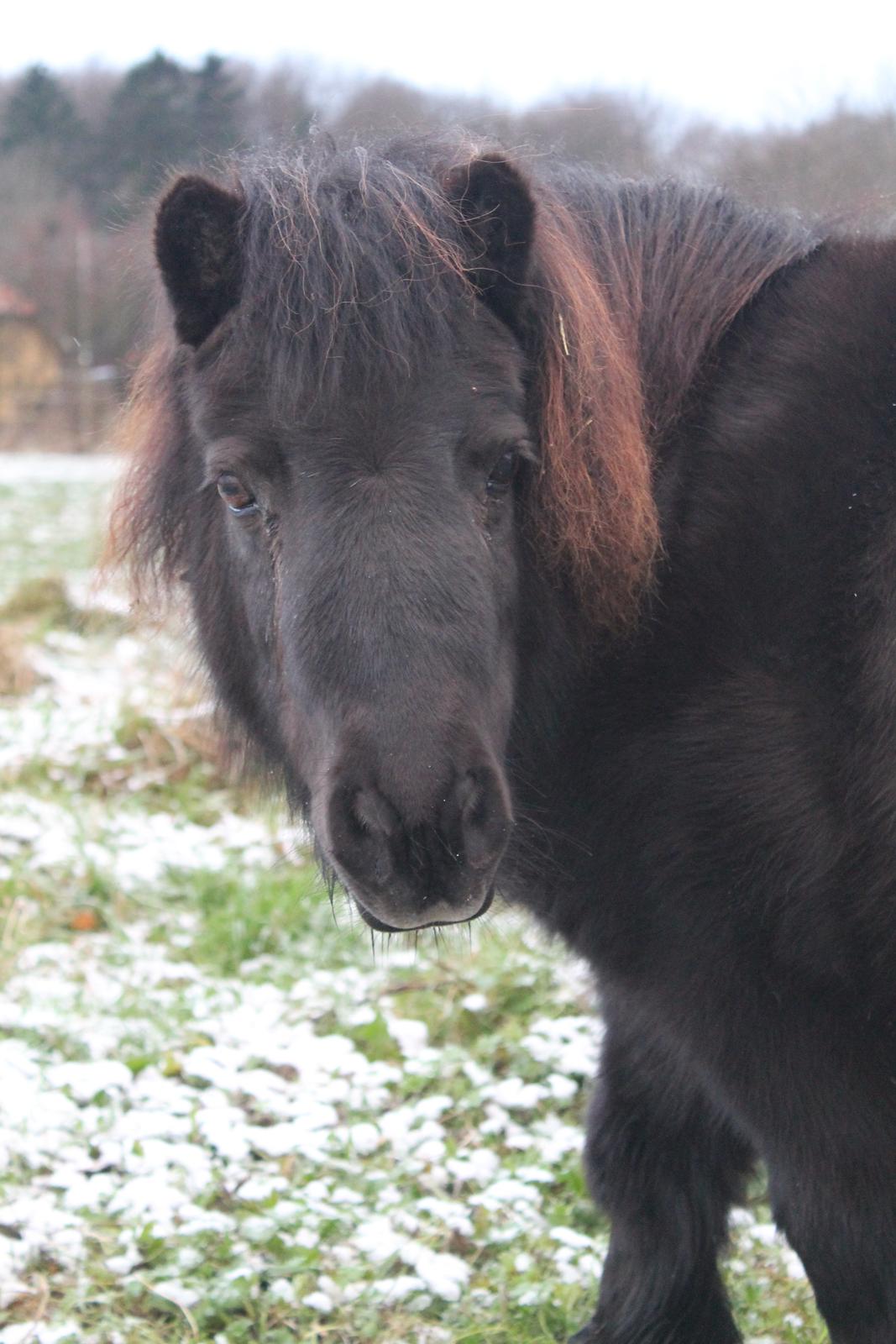 Anden særlig race Tulle - 01-12-2012
Sød lille bamse ;). billede 7