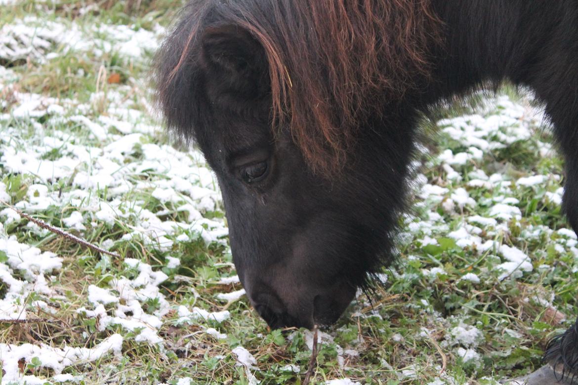 Anden særlig race Tulle - 01-12-2012 billede 8