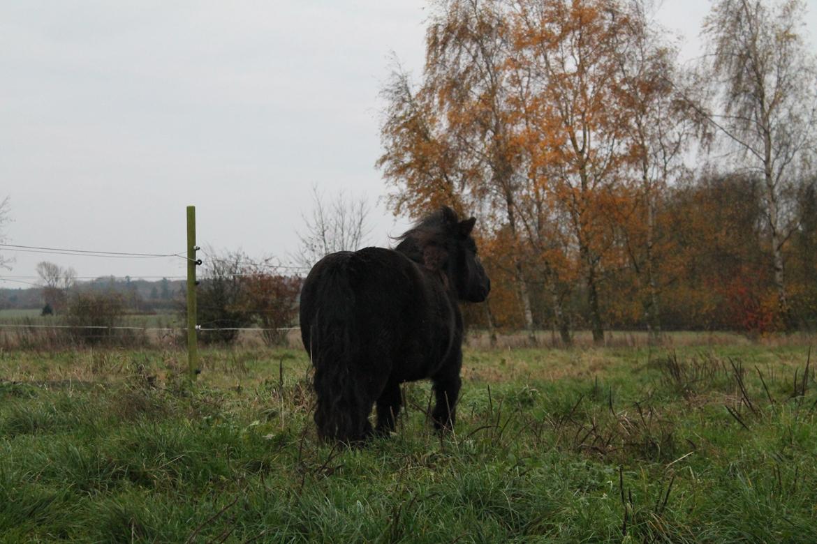 Anden særlig race Tulle - 09-11-2012
Farvel og tak for kigget :D. billede 12