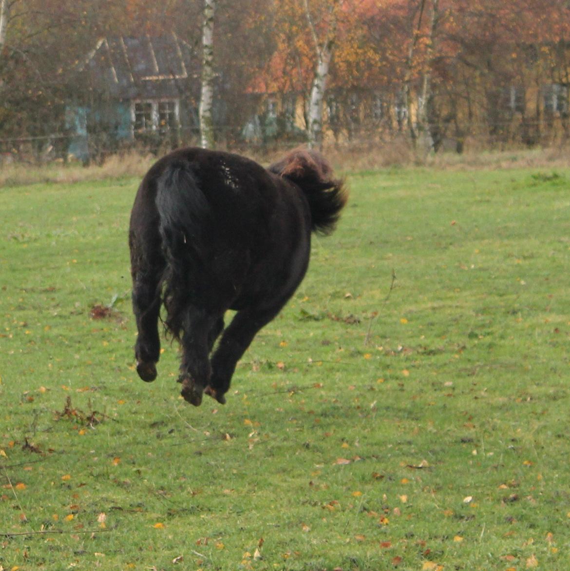 Anden særlig race Tulle - 11-11-2012
Tulle giver den gas! billede 2