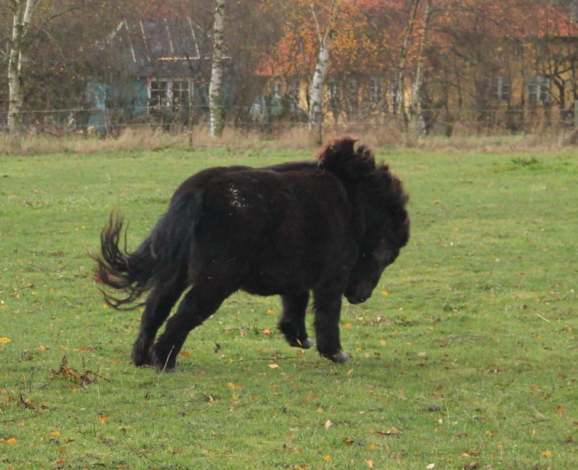 Anden særlig race Tulle - 11-11-2012
Wuhuuu! billede 5