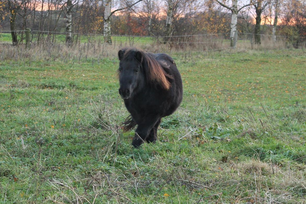 Anden særlig race Tulle - 12-11-2012
"Har du en gulerod til mig?" billede 10