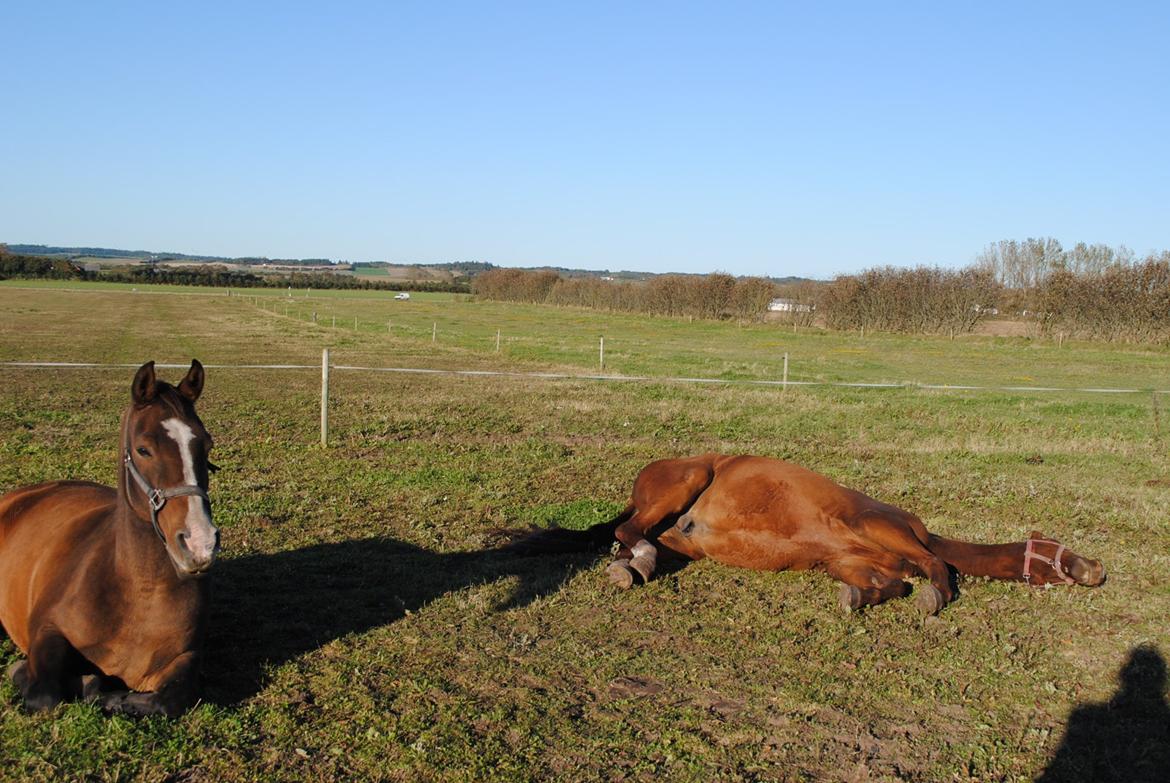 Anden særlig race Sleipner - Sleipner og Fame hygger sig i morgensolen billede 7