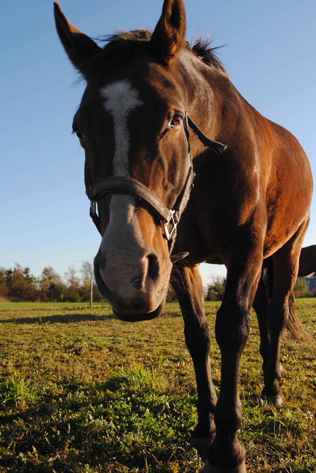 Anden særlig race Sleipner - Hej jeg hedder sleipner velkommen til min profil lig gerne en kommentar billede 1