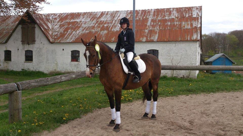 Anden særlig race Sleipner - Mig og sleipners første stævne
en rosset i spring 30cm billede 8
