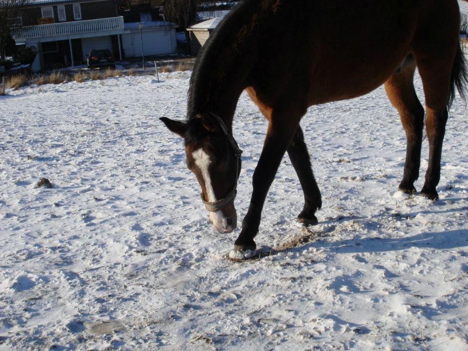Anden særlig race Sleipner - Sleipner i sneen  billede 9