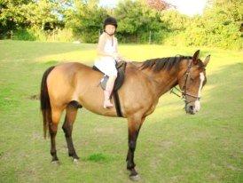 Anden særlig race Sleipner billede 13