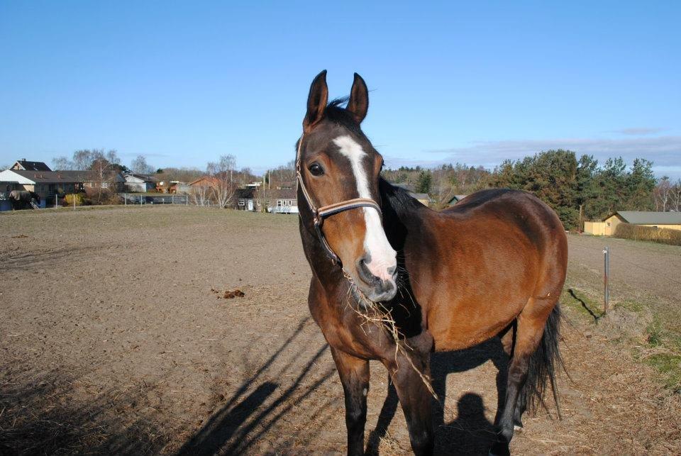 Anden særlig race Sleipner - Sleipner på gedsteds fold billede 15