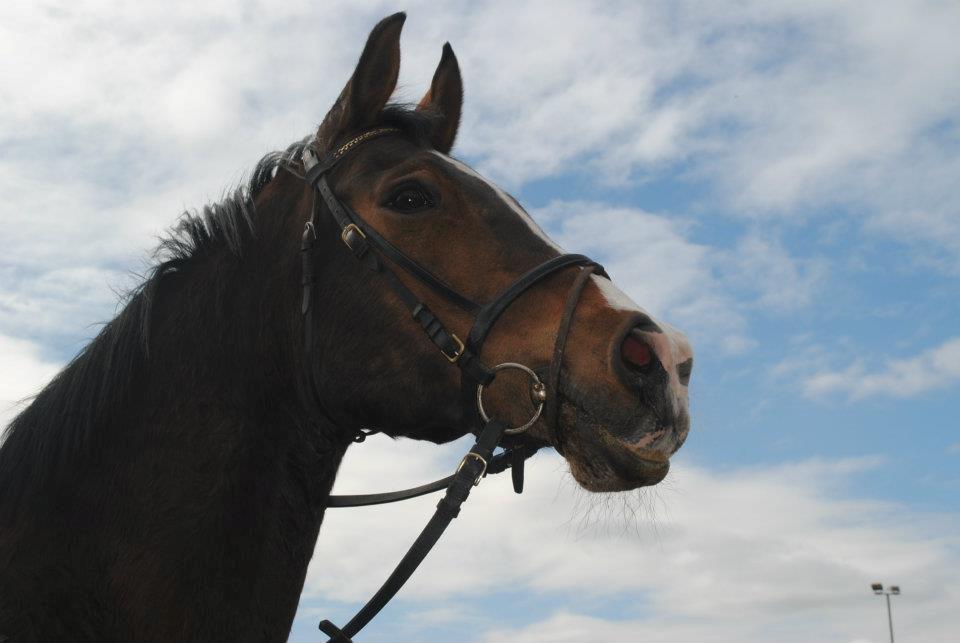 Anden særlig race Sleipner - Sleipner  billede 16