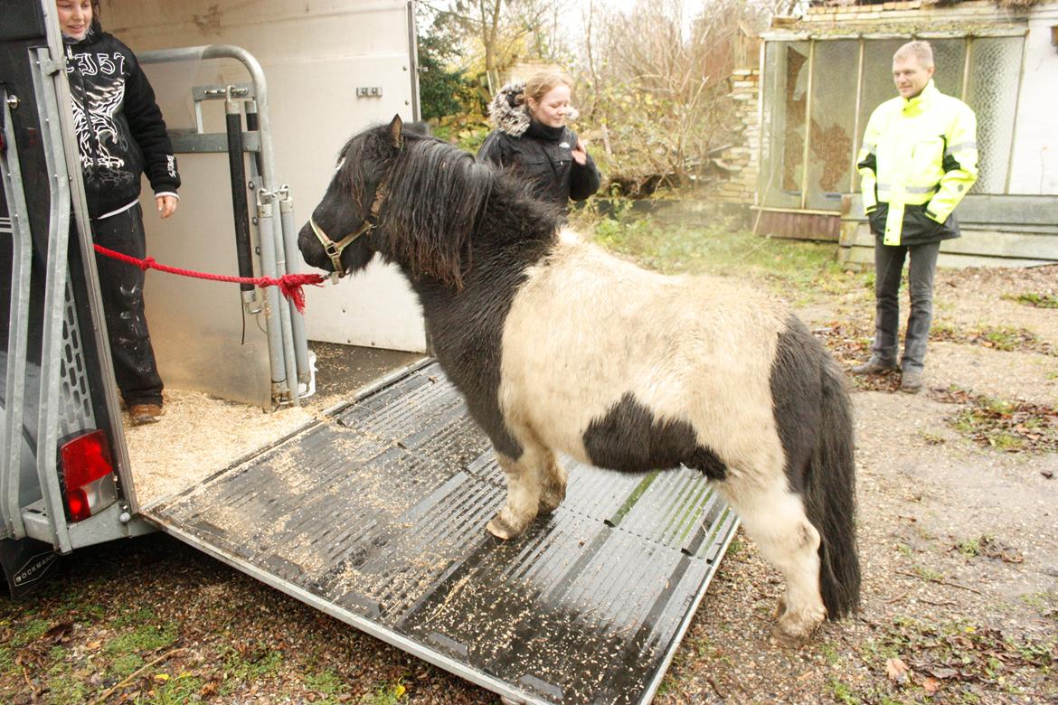 Shetlænder Trold - Trold posere for fotografen, på vej i traileren :)
D.25.11.12 - foto mig billede 9