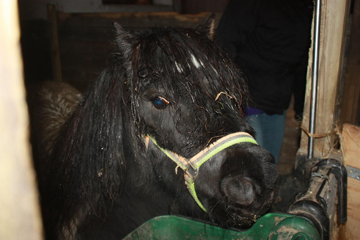 Shetlænder Trold - I sin nye boks :)
D.25.11.12 - foto mig billede 15