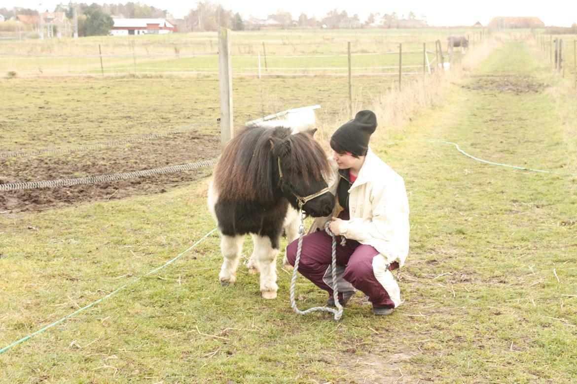 Shetlænder Trold - Nusser med lille manden :)
D.01.12.12 - foto Christian billede 2