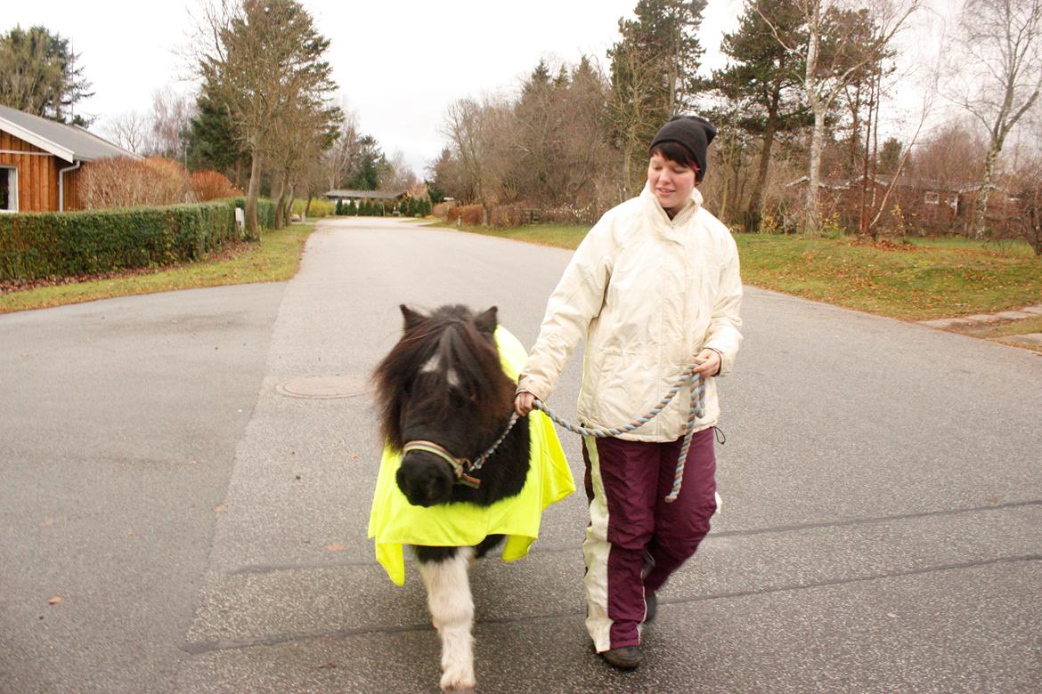 Shetlænder Trold - Løber med lille manden :)
D.01.12.12 - Foto Christian billede 14