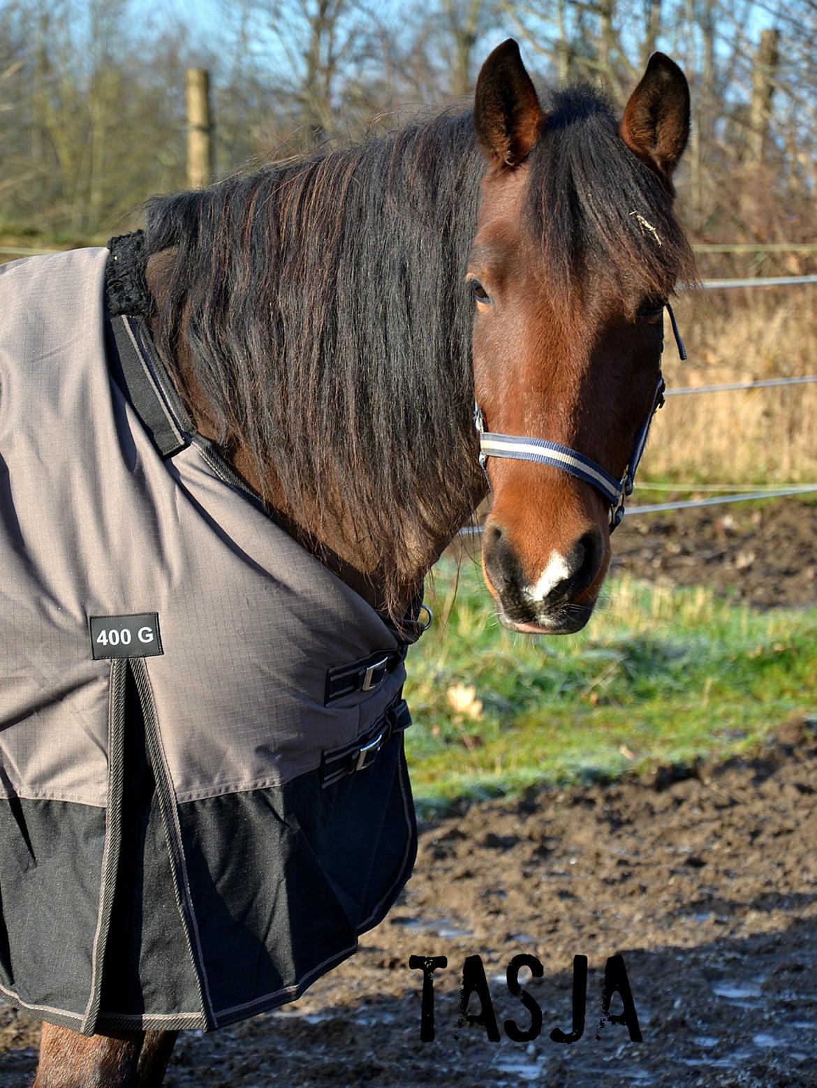 Anden særlig race TASJA - Min skat. 
- d. 1 december 2012  billede 1