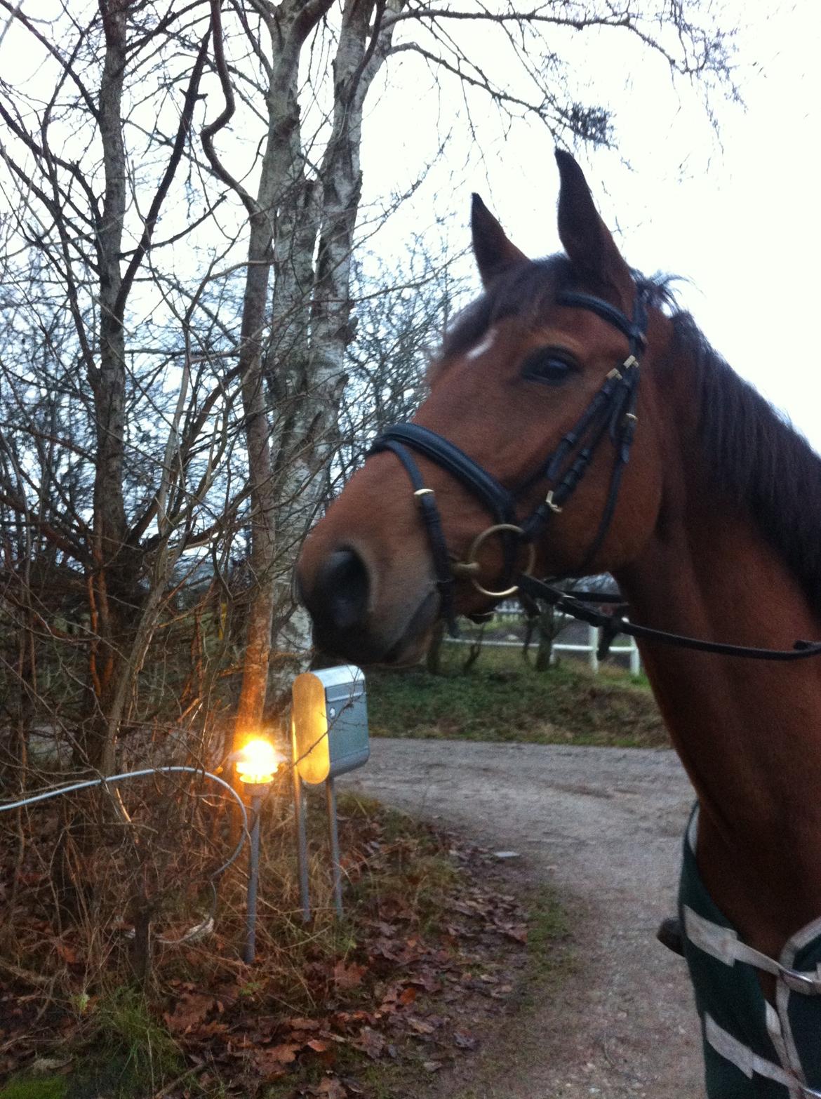Dansk Varmblod Lucky Capana - Lucky på tur d 28/11 - 2012 billede 4