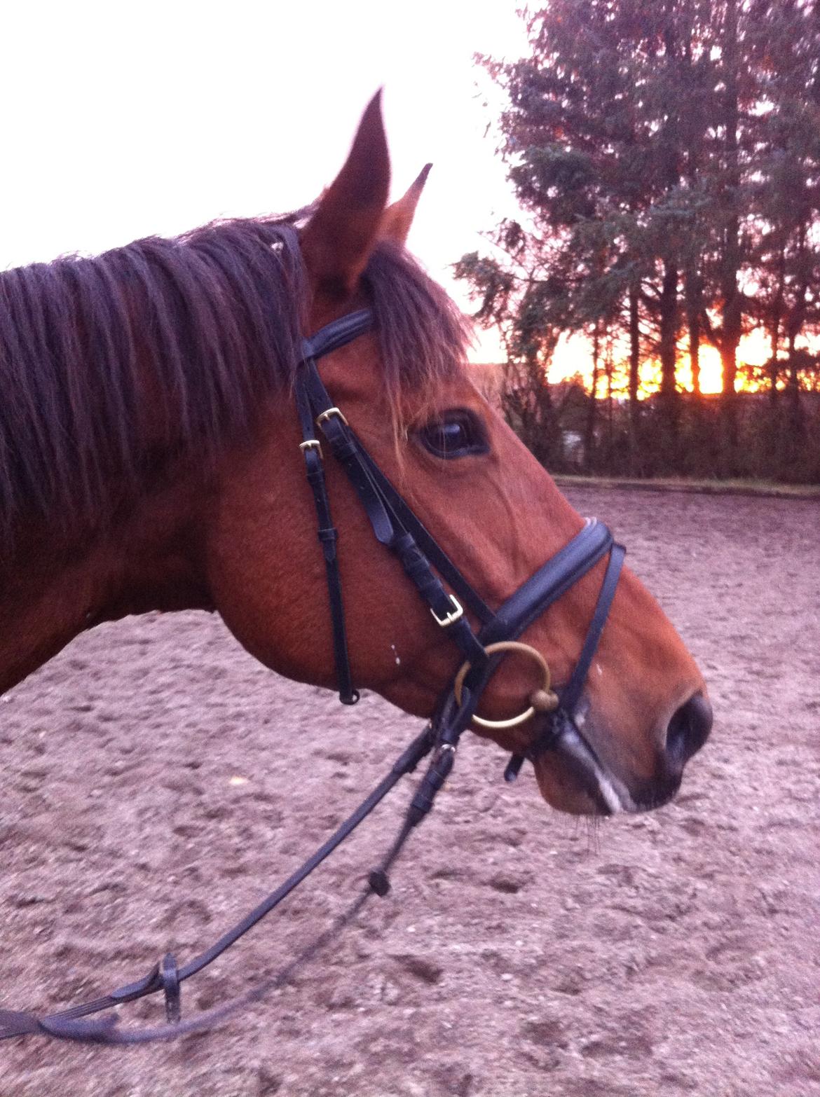 Dansk Varmblod Lucky Capana - Luckys smukke hoved :-)
første gang på banen. start december 2012 billede 6