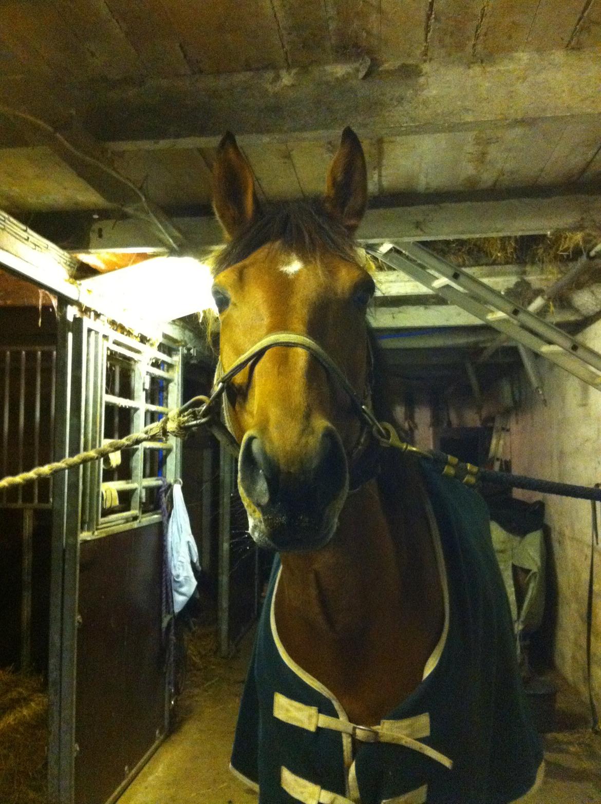 Dansk Varmblod Lucky Capana - Lucky på staldgangen. 28/11 -2012 billede 7