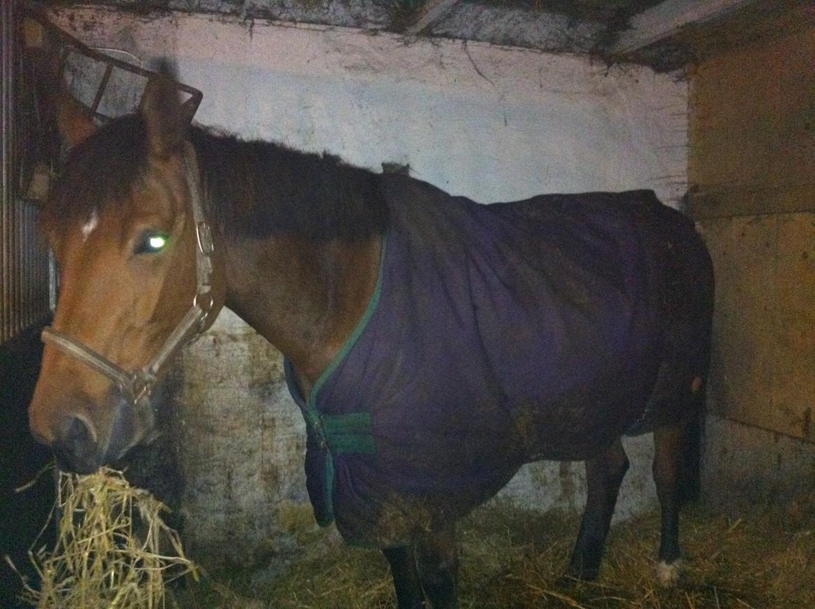Dansk Varmblod Lucky Capana - Lige da Lucky var kommet. 27/11 2012 billede 9