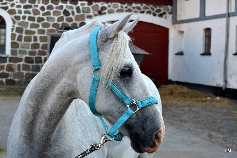 Anden særlig race Shadow - Første dag med Shadow, sommer 2012 billede 12