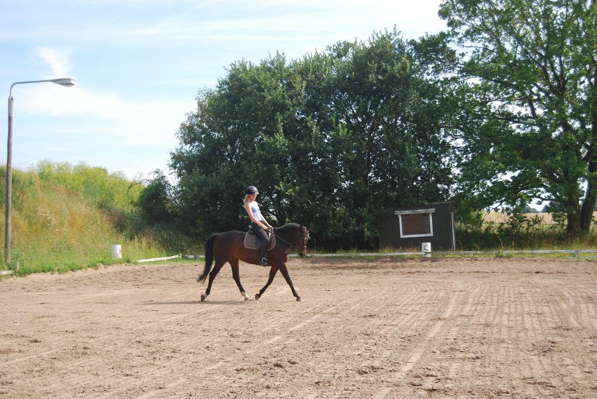 Anden særlig race Lux Liberty - Part - Dressur sidste sommer billede 13