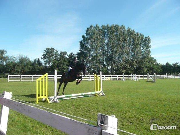 Dansk Varmblod Duet - Dutten til stævne :) billede 14