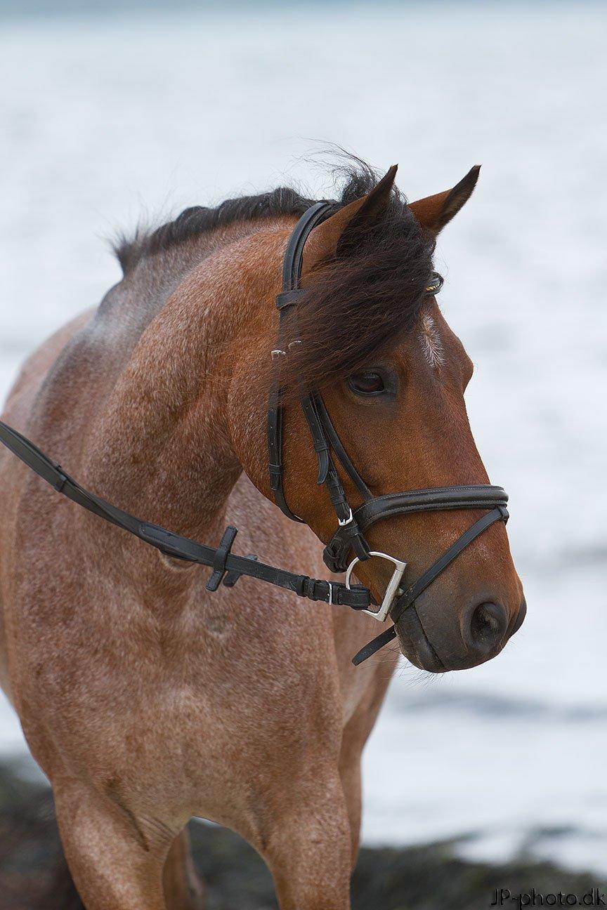 Anden særlig race Strauss (Strussen) <3 - Strauss til fotoshoot, JP-Photo  billede 1
