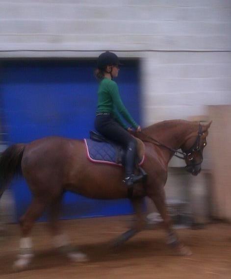 DSP ROSENKILDES MARQUIS - Øhm ja... Springrytter, som nu skal lege dressurrytter..?  Ikke for kønt, i now it! billede 11