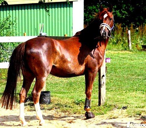 DSP ROSENKILDES MARQUIS - Lækker måssen!<3 billede 13