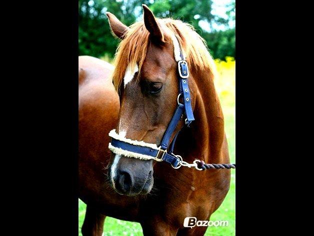 DSP ROSENKILDES MARQUIS - Skønne drengen!<3 billede 14