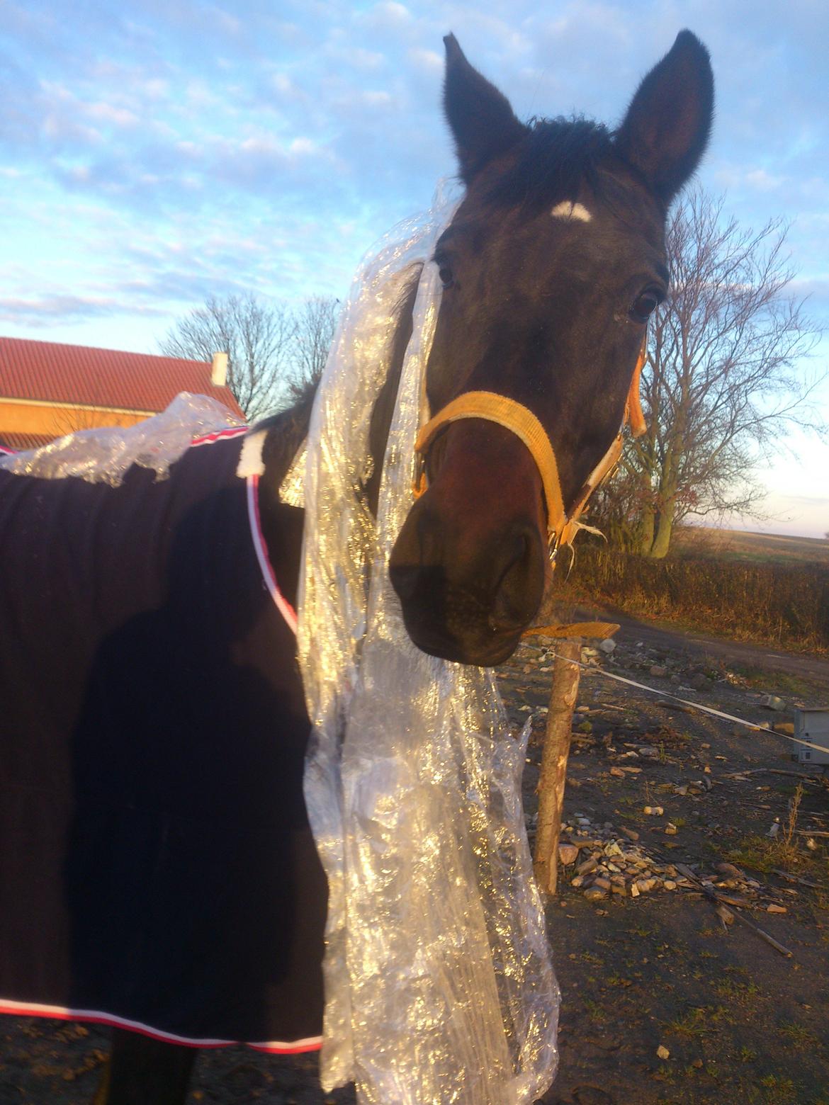 Dansk Varmblod Duet - 1/12. Leger lidt med plastik, som Duet blev helt fortrolig med :o) billede 16