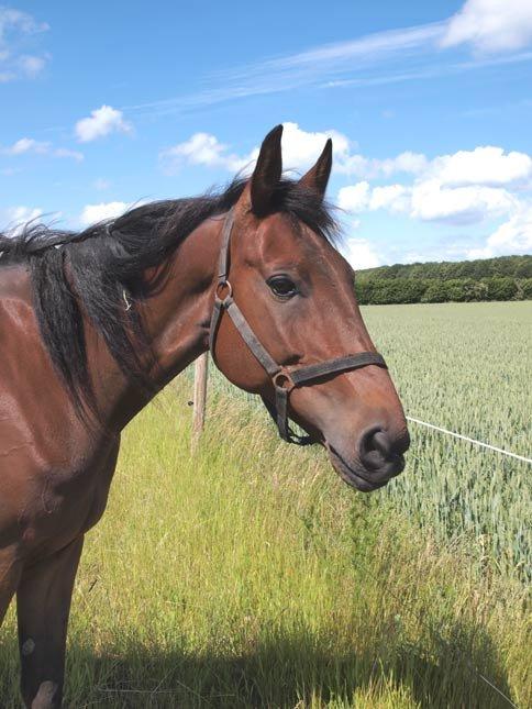 Traver Luke billede 3