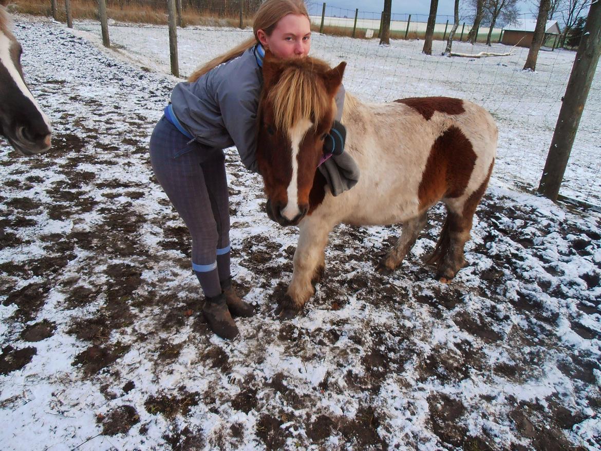 Shetlænder Klavs billede 13