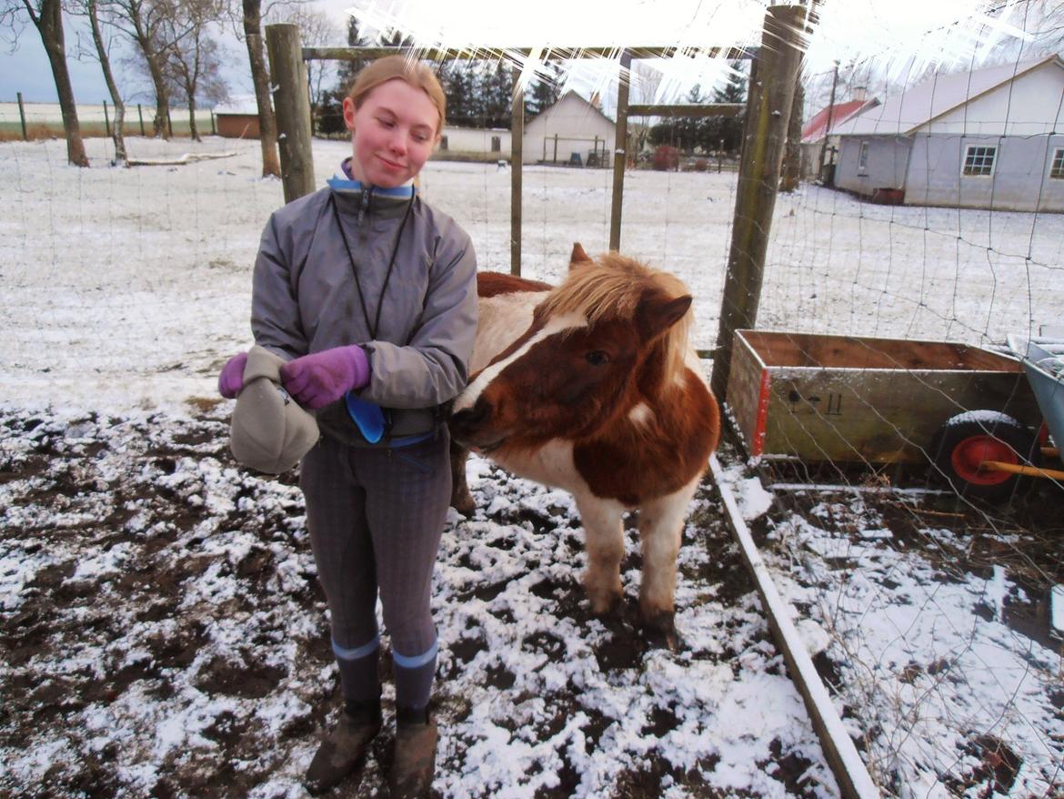 Shetlænder Klavs billede 14