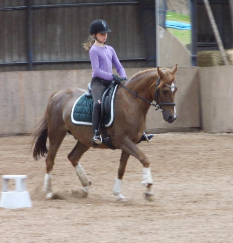 DSP ROSENKILDES MARQUIS - <-- Ja nu skal Daniella nu til det dressurfis der igen? billede 12