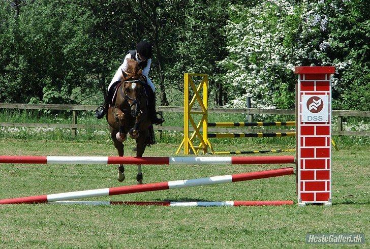 DSP ROSENKILDES MARQUIS - Marquis og Daniella's første springstævne<3 billede 15