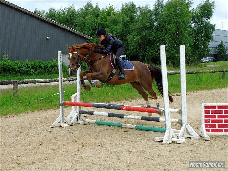 DSP ROSENKILDES MARQUIS billede 16