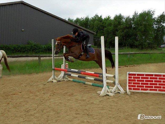 DSP ROSENKILDES MARQUIS - Springtræning<3 billede 18