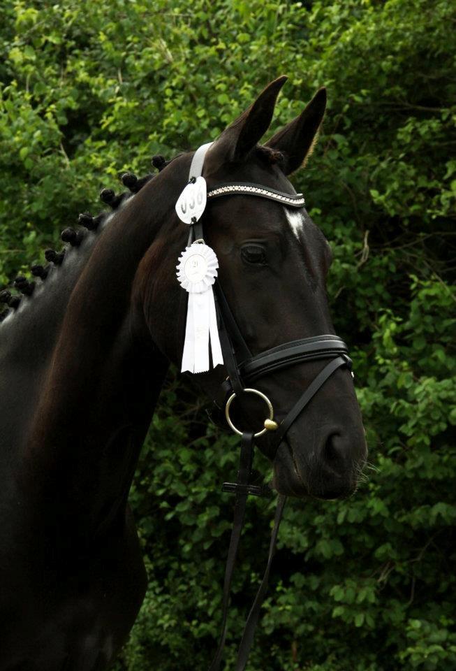 Oldenborg | Pandora - Pandora 2 år til Hjørring Dyrskue, 2012. billede 17