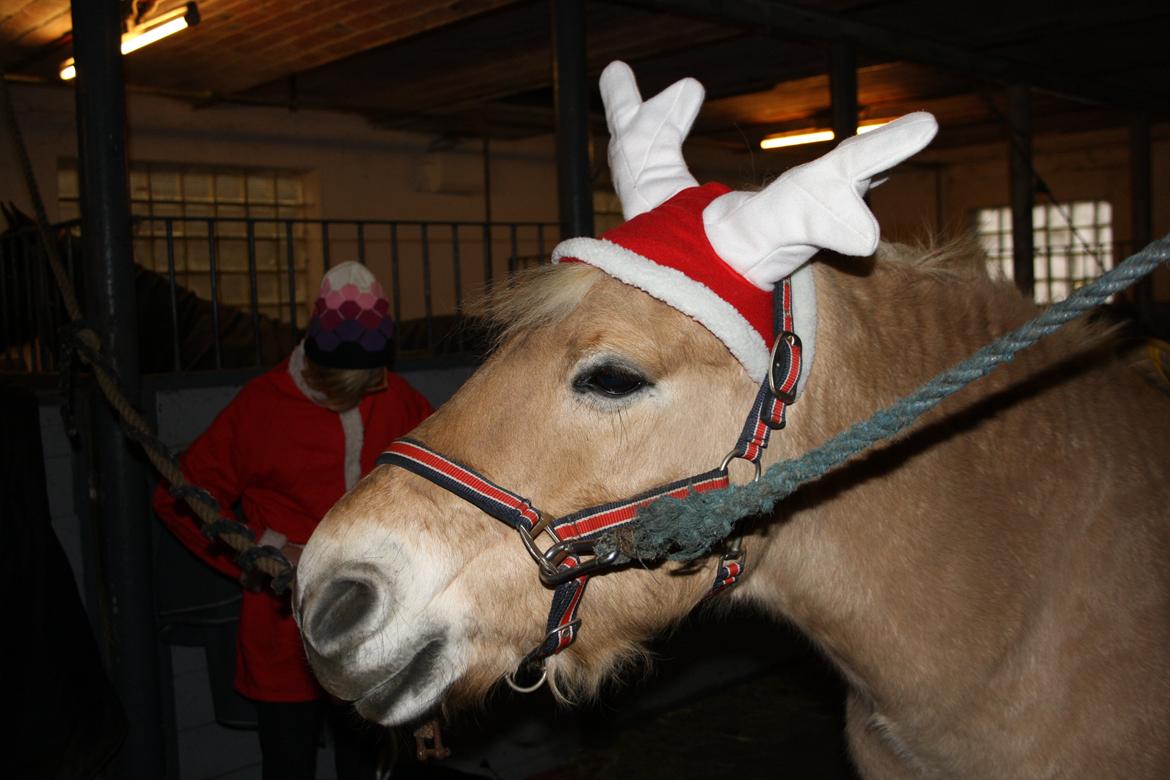 Fjordhest Toby [Har Redet] - Til julestævne 2012 :) 

Foto: mig billede 11