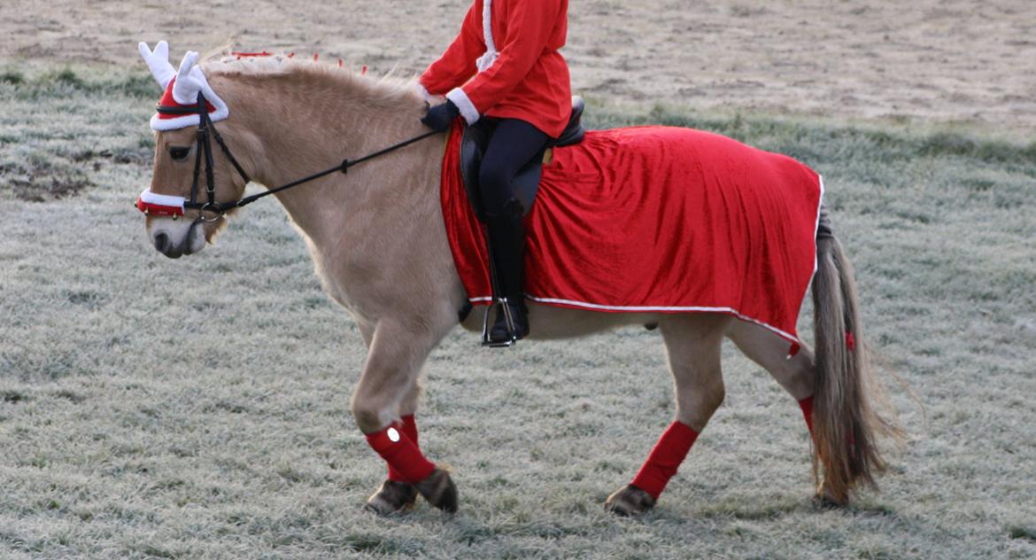 Fjordhest Toby [Har Redet] - Tumben og Mille til julestævne 2012 :) Foto: mig billede 15