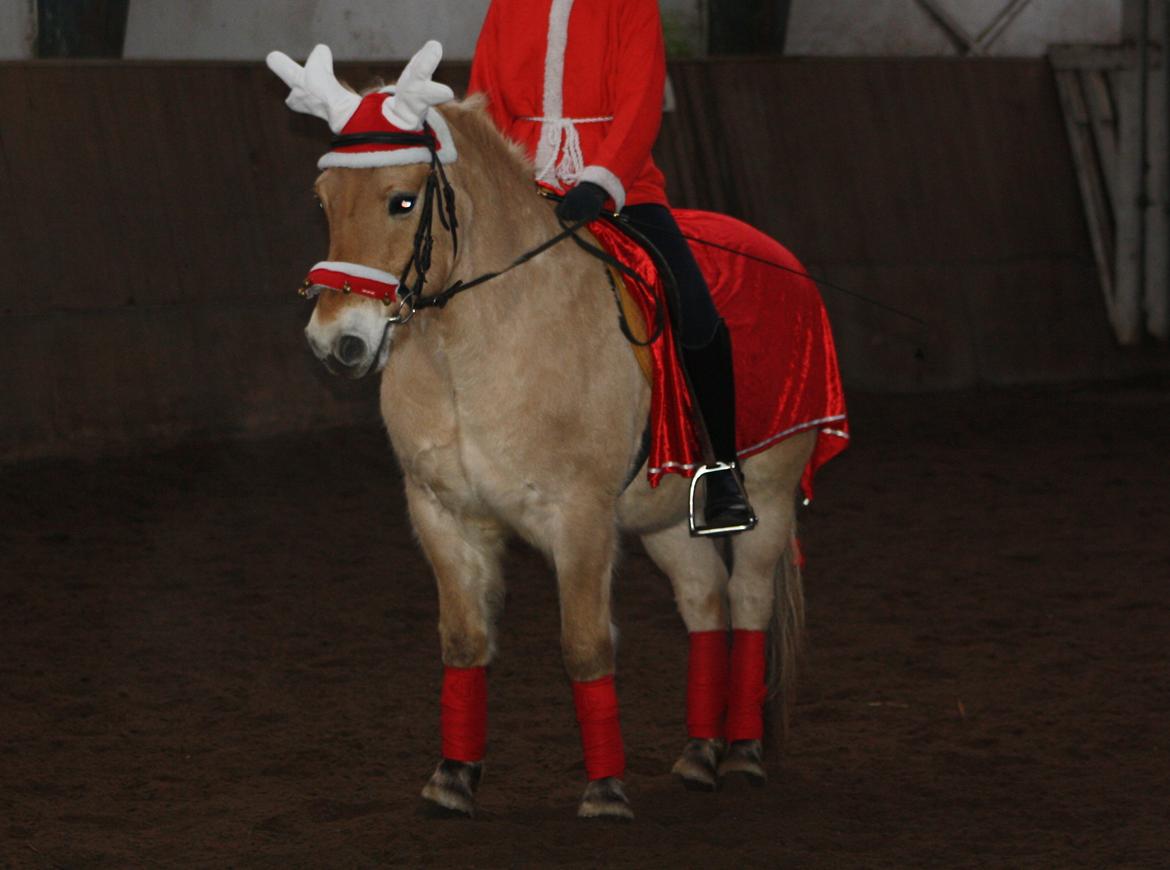 Fjordhest Toby [Har Redet] - Toby og Mille til julestævne 2012, Foto: Mig billede 9