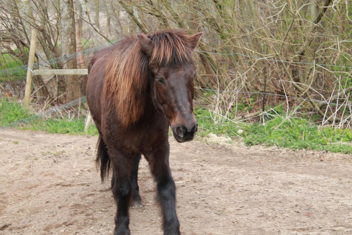 Islænder Spoi fra Hald billede 10