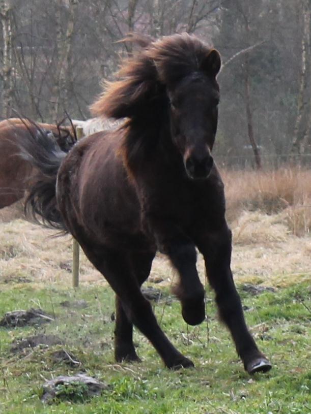 Islænder Spoi fra Hald billede 3