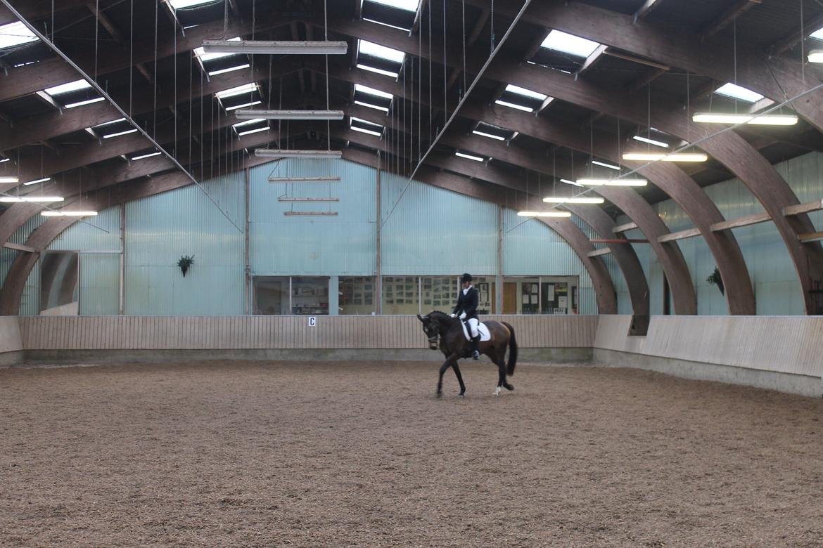 Palomino Holmevejens Zena - Tidligere hest billede 11