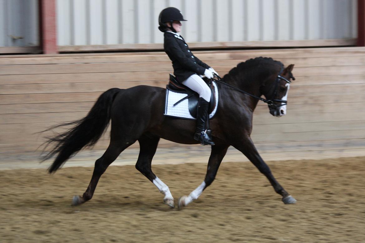 Welsh Pony (sec B) Moelgarnedd Montana A PONY billede 8