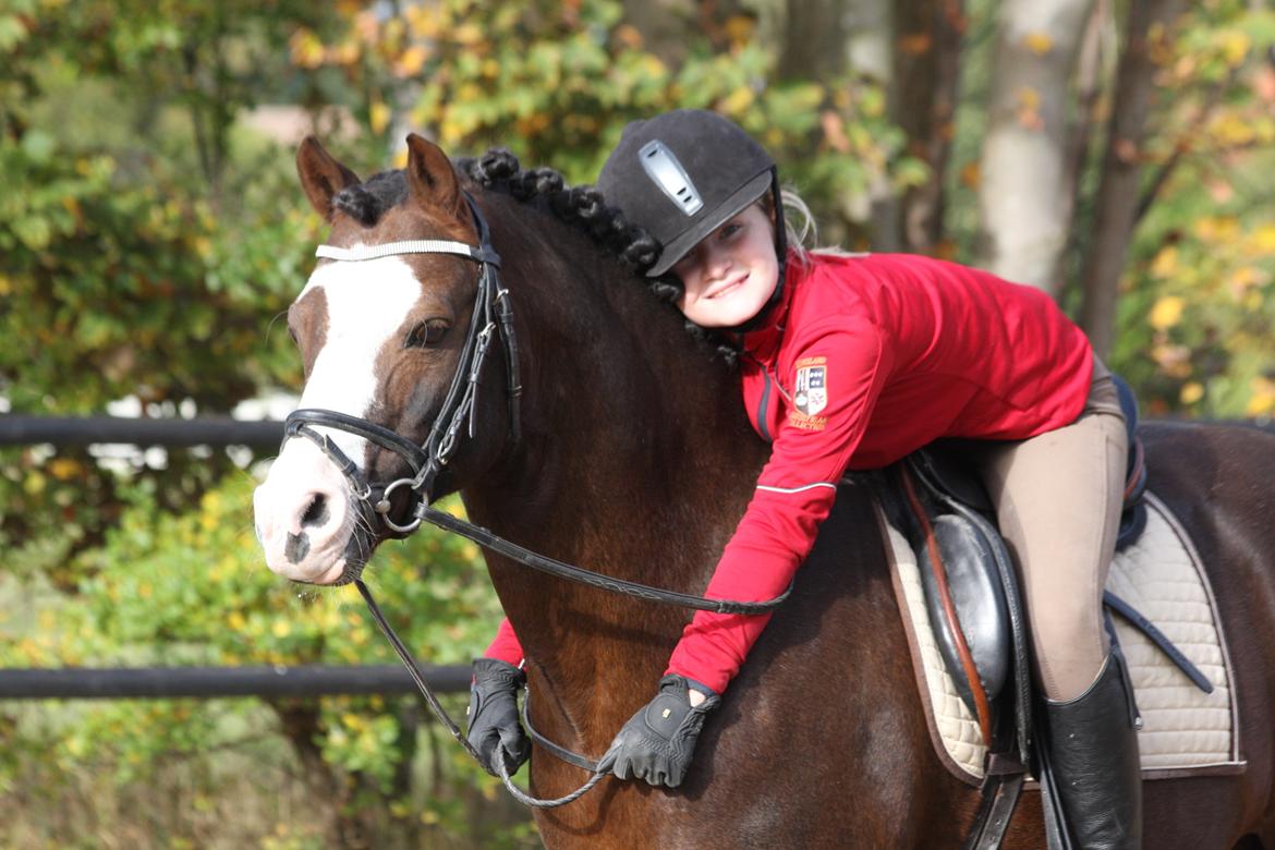 Welsh Pony (sec B) Moelgarnedd Montana A PONY - Tak fordi du kiggede med - læg gerne en hilsen :) billede 25